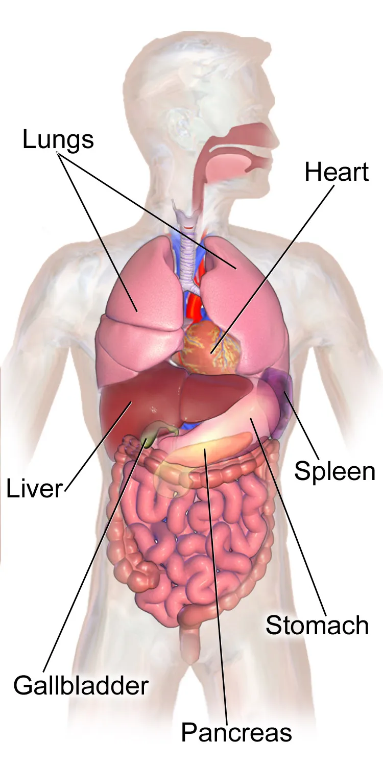 Anatomical illustration of major organs in the human torso