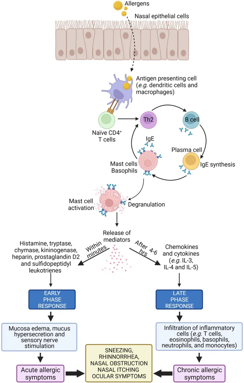 Pathophysiology of Allergic Rhinitis
