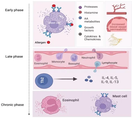 Phases of Allergic Rhinitis