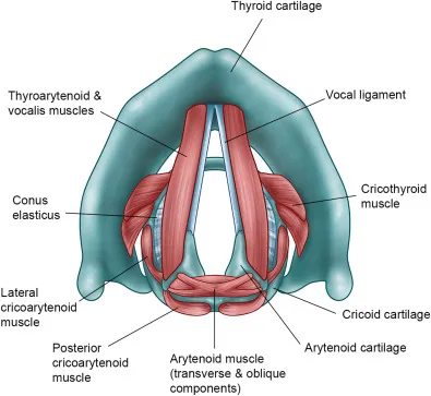 Laryngeal cartilages, muscles, and vocal folds
