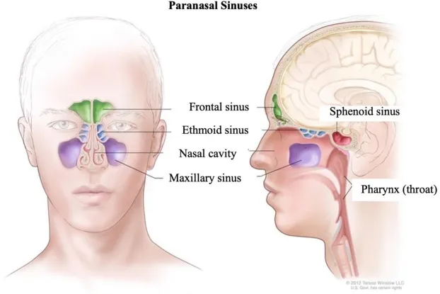 Anatomy of Paranasal Sinuses
