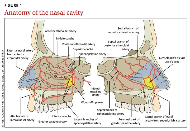 Nasal Cavity Anatomy and Vascular Supply