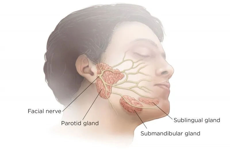 Major salivary glands and facial nerve