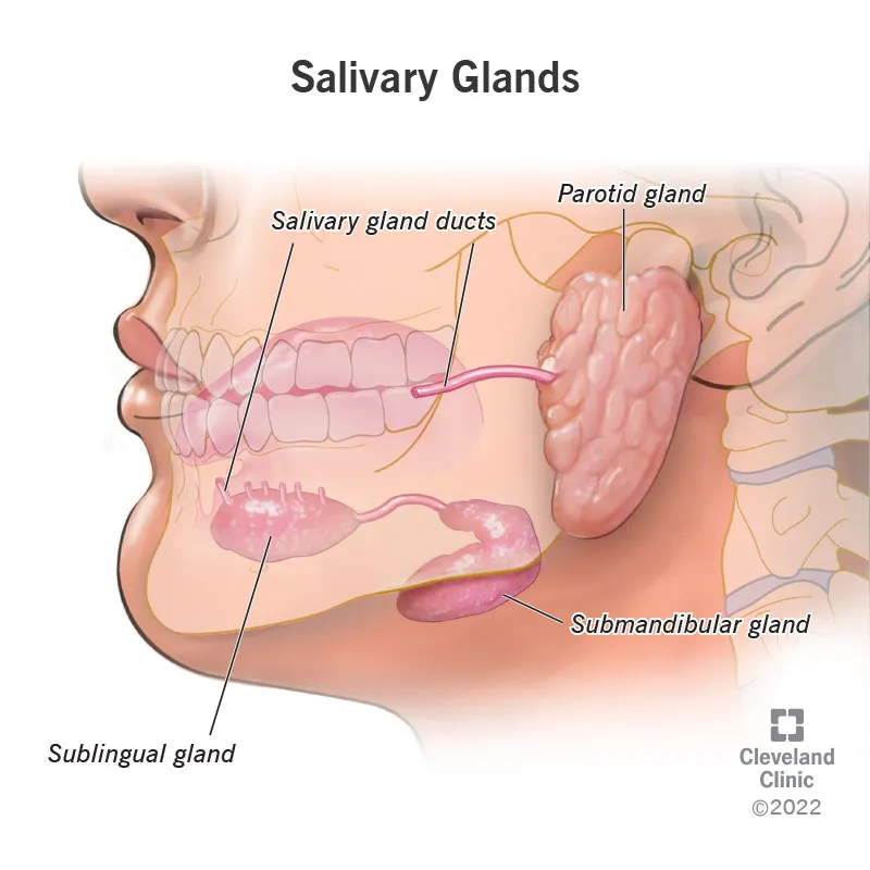 Anatomy of Salivary Glands and Ducts