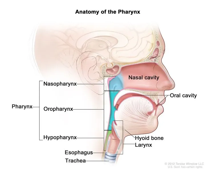 Anatomy of the Pharynx