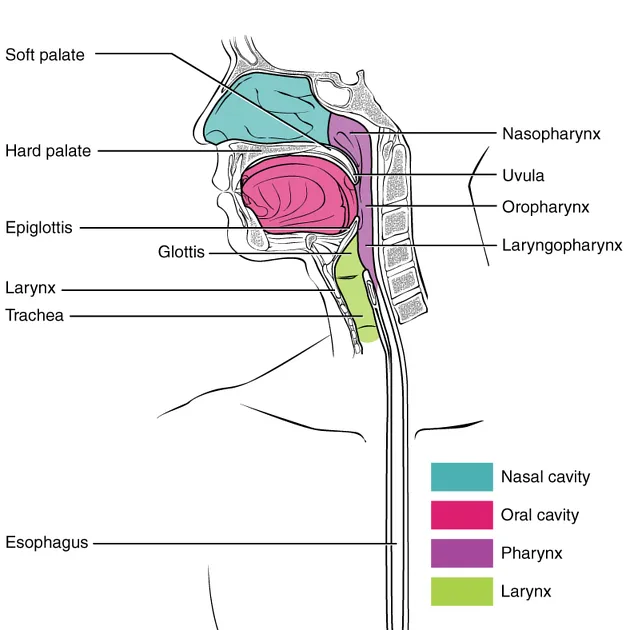 Anatomy of pharynx and larynx