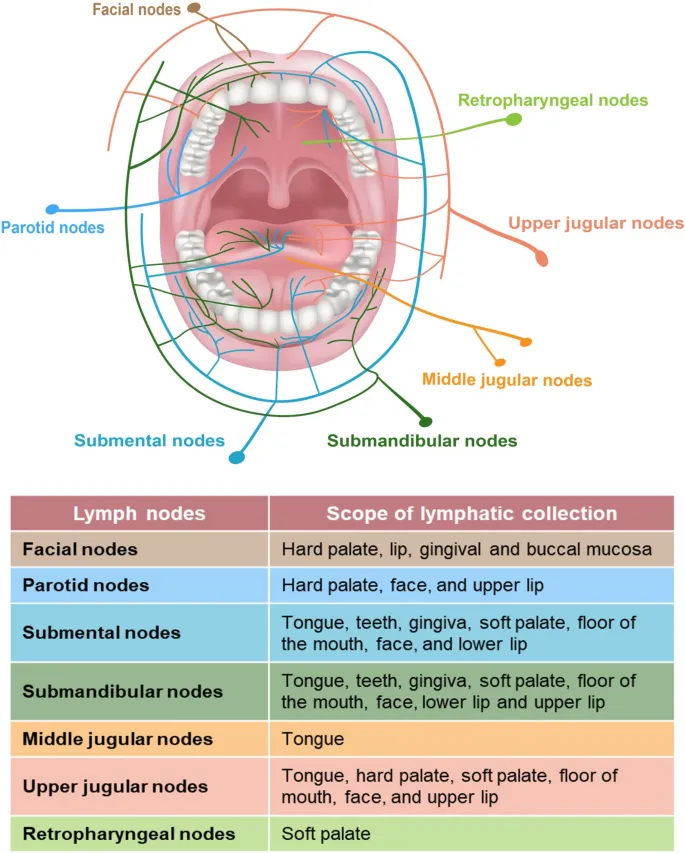 Oral cavity lymphatic drainage