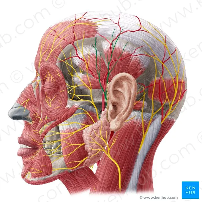 Parotid Gland and Facial Nerve Anatomy