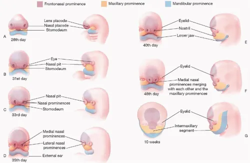 Embryological development of the face and prominences