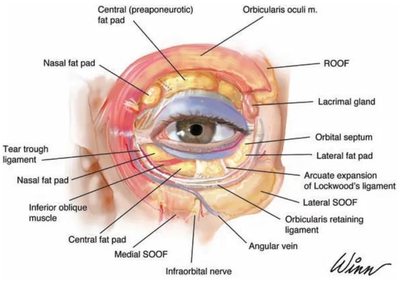 Eyelid anatomy for blepharoplasty