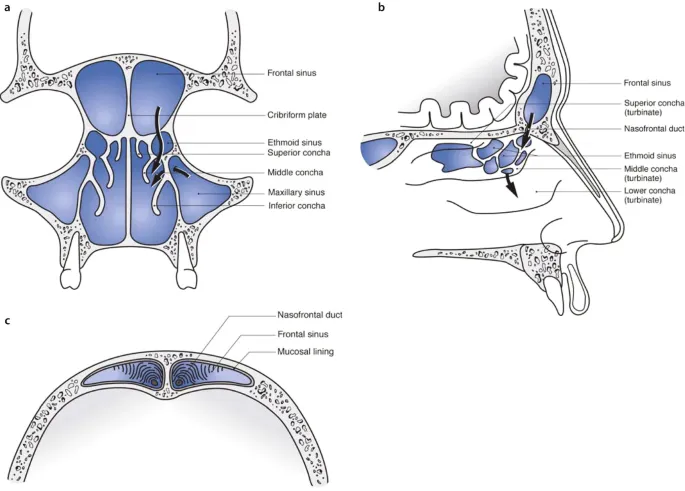 Frontal sinus and nasofrontal outflow tract anatomy