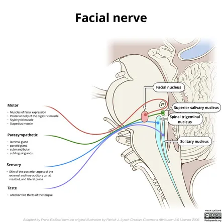 Facial nerve nuclei and functions