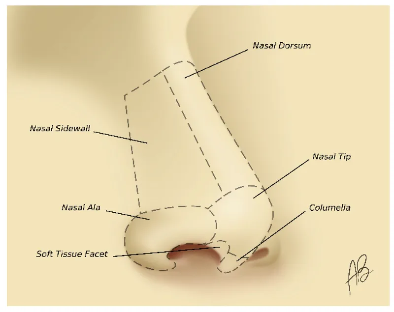 Nasal Aesthetic Subunits Diagram