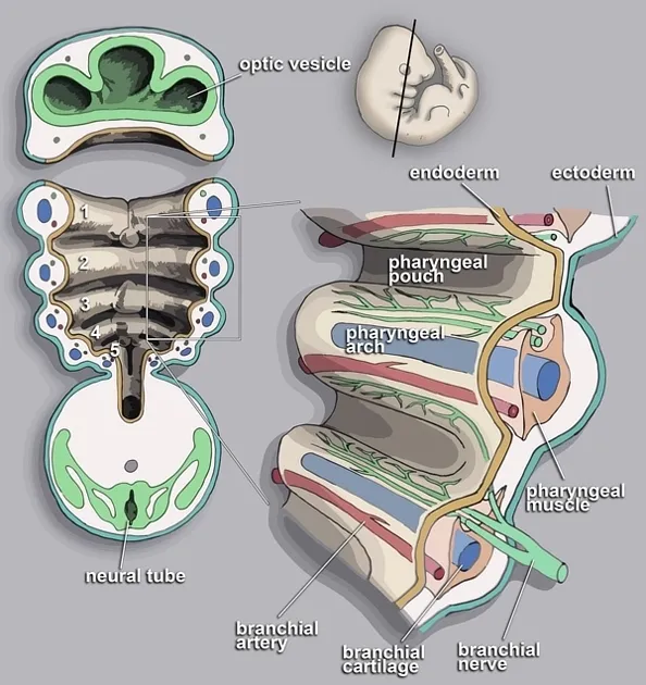 Embryology of Pharyngeal Arches and Pouches
