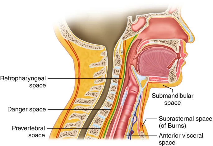 Sagittal view of deep neck spaces