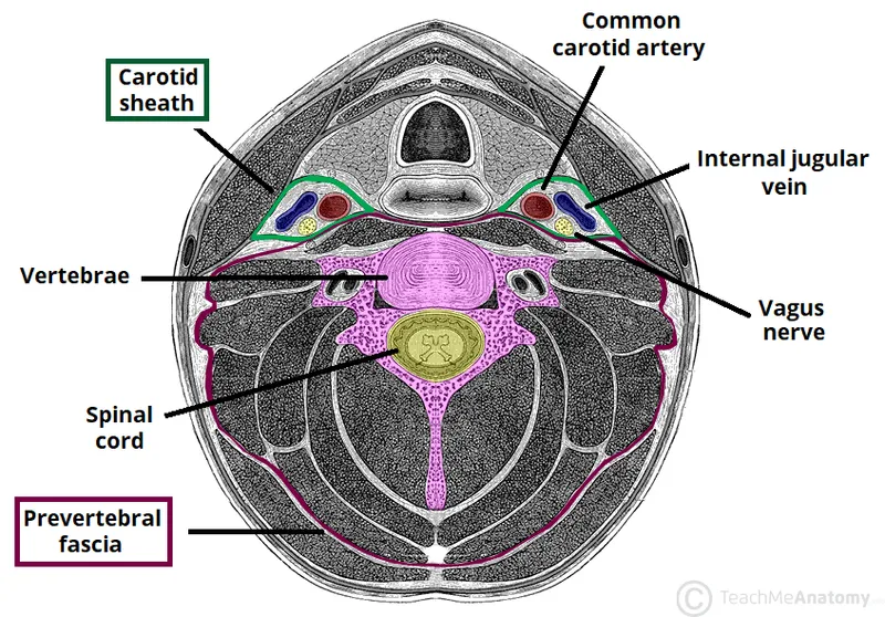 Axial neck anatomy showing deep spaces and fascia