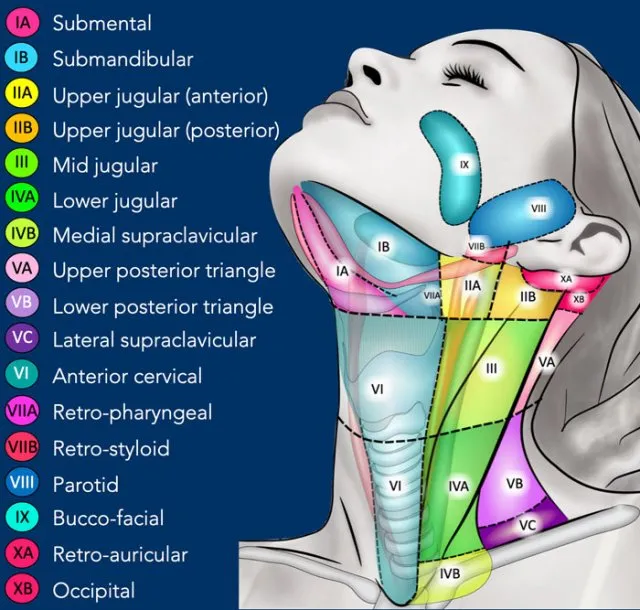 Neck Lymph Node Levels and Triangles