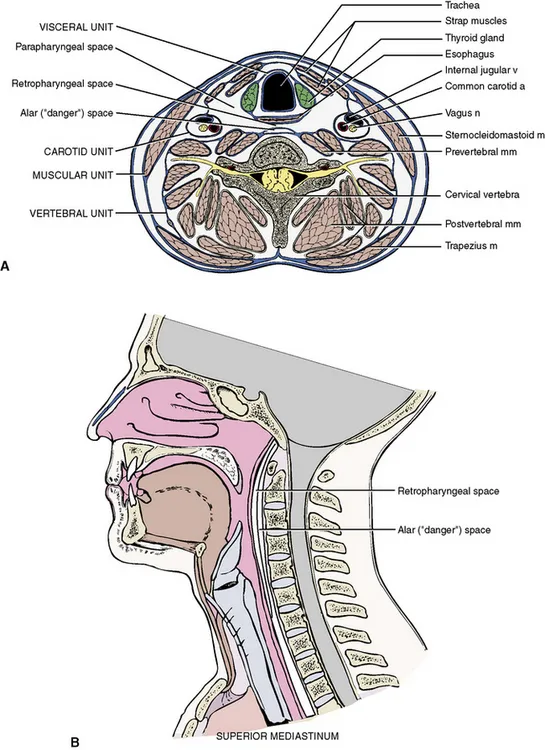 Neck Spaces and Units: Axial and Sagittal Views