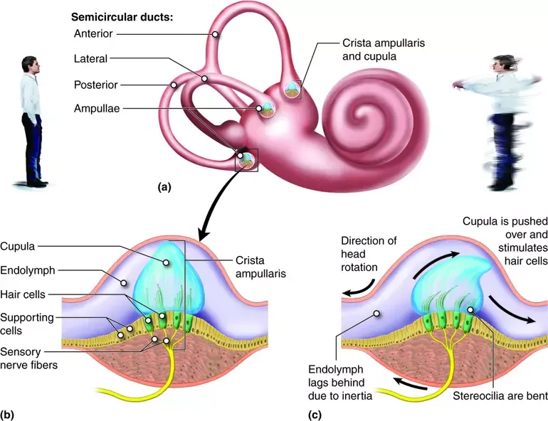 Crista ampullaris and cupula function