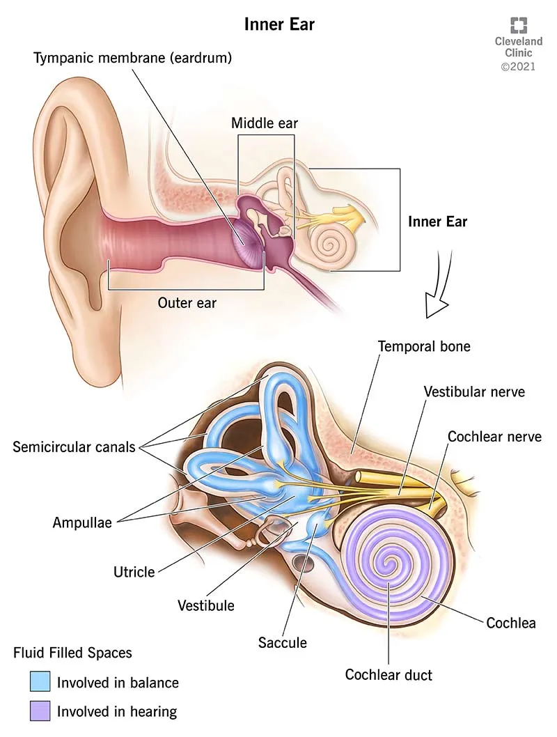 Inner Ear and Vestibular System Anatomy