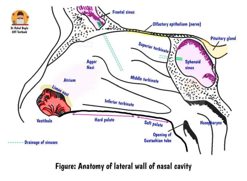Lateral wall of nasal cavity anatomy