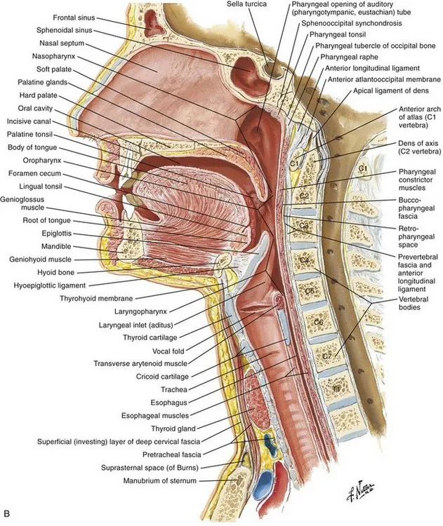 Sagittal view of pharynx and oral cavity anatomy