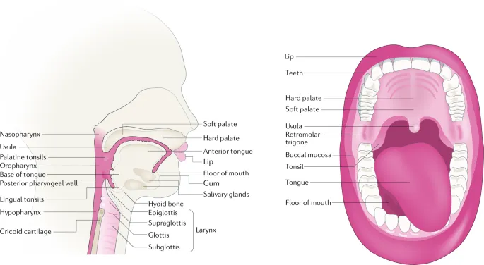 Oral cavity and oropharynx anatomy