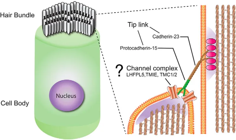 Vestibular hair cell with tip links and ion channels