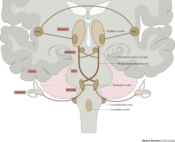 Central vestibular pathways diagram