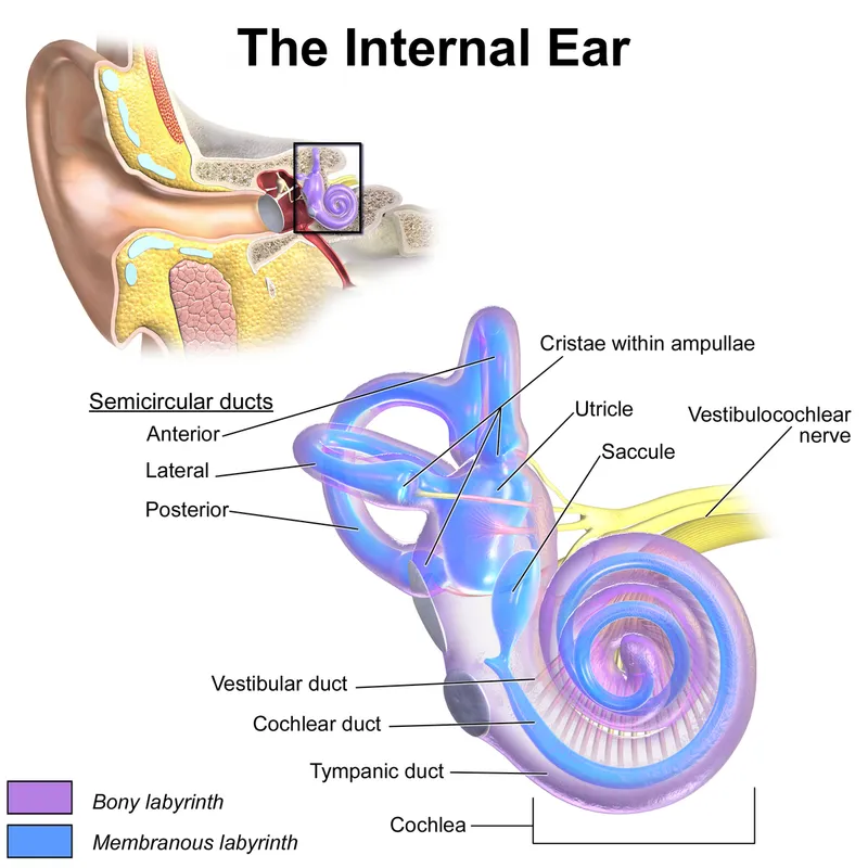 Anatomy of the Internal Ear and Vestibular Labyrinth