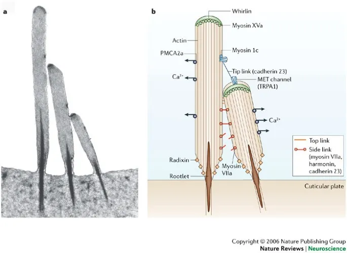 Cochlear hair cell mechanotransduction diagram