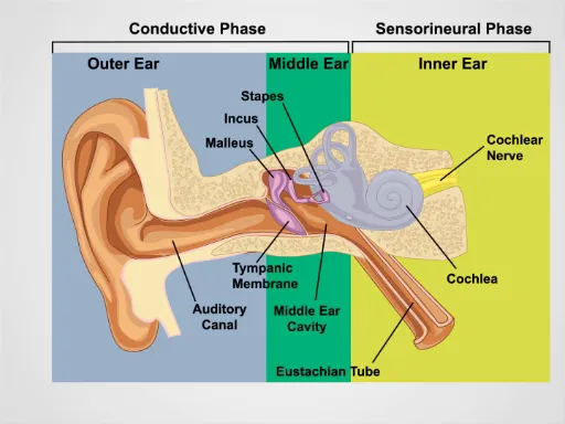 Anatomy of the ear showing outer, middle, and inner ear