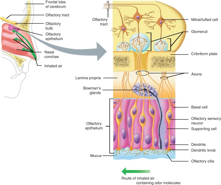 Olfactory epithelium and bulb anatomy