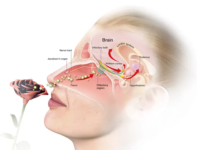 Olfactory pathway from nose to brain