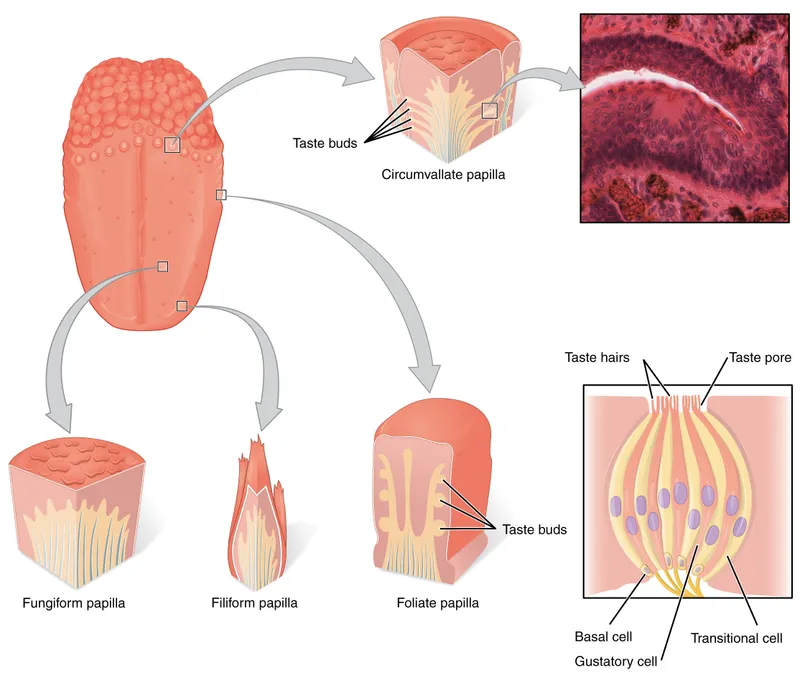 Anatomy of taste buds and lingual papillae