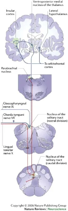 Gustatory pathway diagram