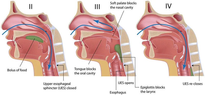 Phases of Swallowing and Airway Protection