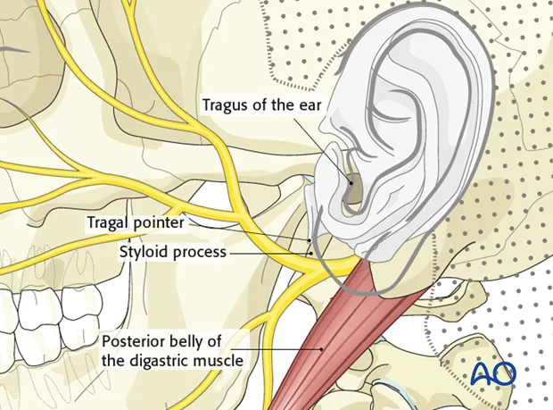 Facial Nerve Anatomy and Localization Points
