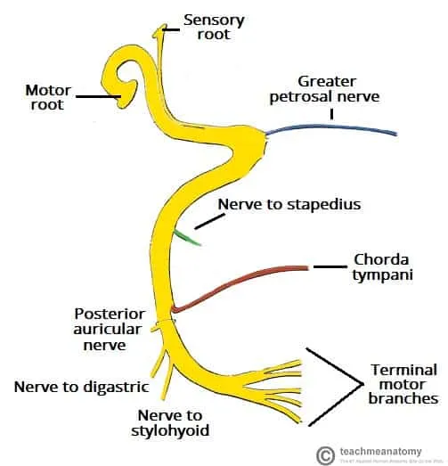 Facial Nerve Course and Intratemporal Branches