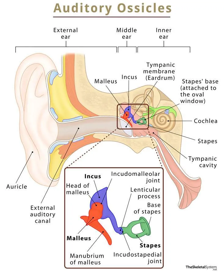 Anatomy of middle ear ossicles and articulations