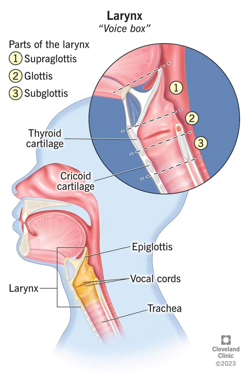 Anatomy of the Larynx and Vocal Cords