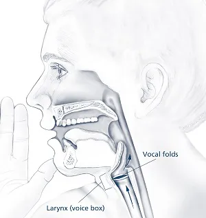 Anatomy of the larynx and vocal folds