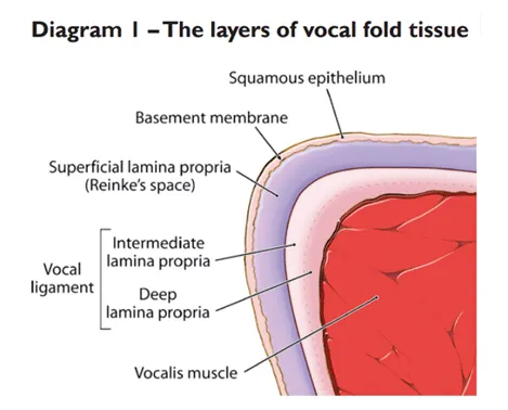 Vocal fold tissue layers