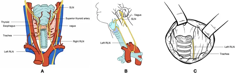 Laryngeal innervation and vascular supply