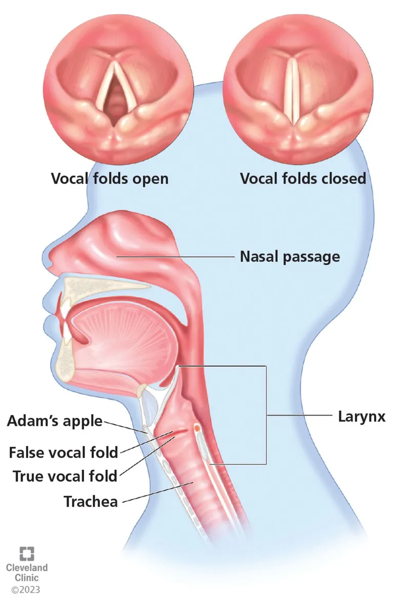 Laryngeal anatomy and vocal fold position