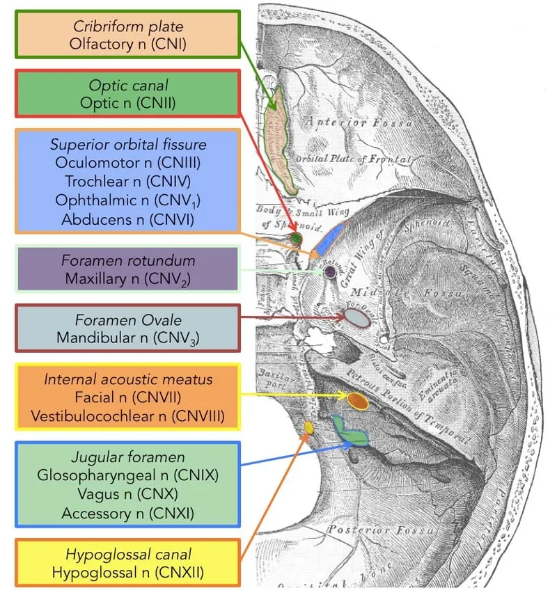 Skull Base Foramina and Cranial Nerves