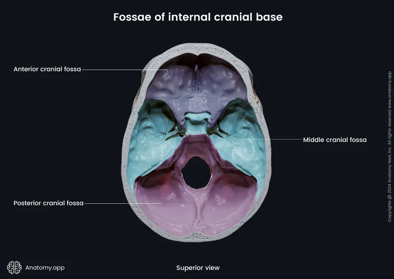 Superior view of skull base fossae