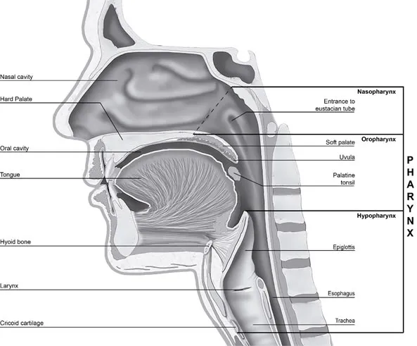 Sagittal view of head and neck anatomy