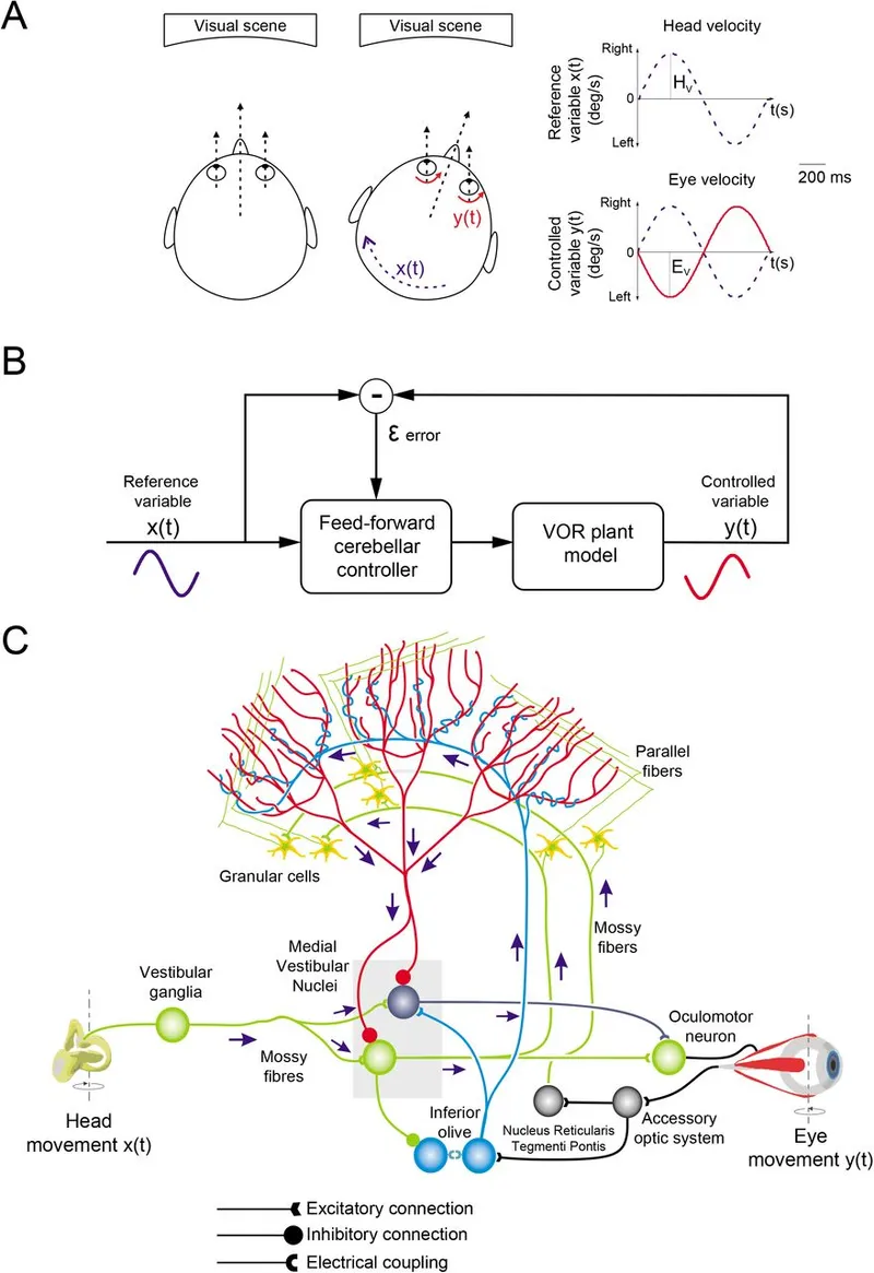 VOR pathway diagram with cerebellar control