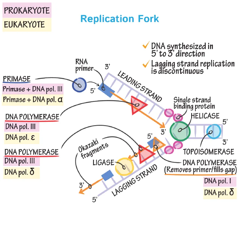 DNA Replication Fork Diagram